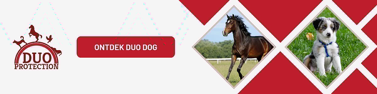 Dier, Hond, Zoogdier, Huisdier, Paard